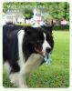 Pet Interactive Flywheel,Dog  Toy,Fun interactions buildstronger bonds